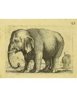 The Elephant by Antonio Tempesta - Artwork 