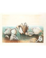 Seashells