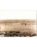 Djebel Amour Vintage Photograph - Original Photographs