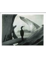 Anonymous - Driftwood - Vintage Photographs