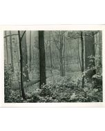 American Museum of Trees - American Vintage Photograph
