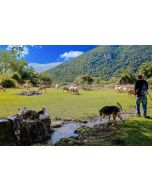 Cindi Emond - Moving the Flock Through Frattura Vecchia - Original Photographs