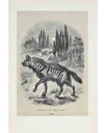 Hyena Of Asia