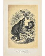 Chimpanzee
