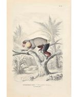 Langur