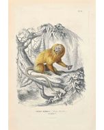 Tamarin