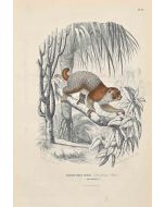 Potto