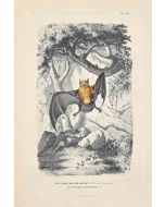 Noctule Bat