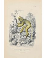 Diademed Sifaka