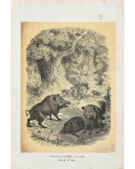 Wild Boar - SOLD