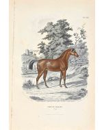 English Horse