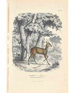French Deer