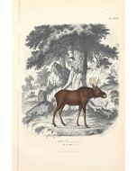 Canadian Deer - SOLD - SOLD