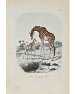 Giraffe - SOLD