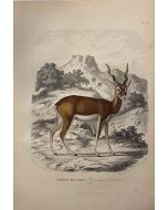 The Antelope - SOLD