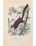 The Squirrel