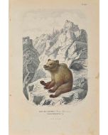 Paul Gervais - Bear from Austria - Modern Art