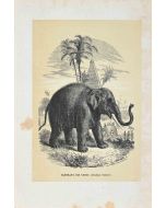 Indian Elephant
