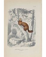 The Squirrel