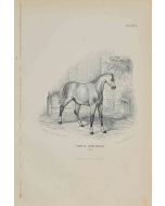 Percheron Horse