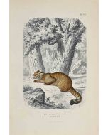 The Savage Cat of France - SOLD
