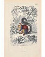 Indian Giant Squirrel