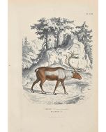 Paul Gervais - The Reindeer - Modern Artwork