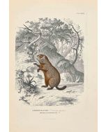 Paul Gervais - Marmot of Quebec - Modern Artwork