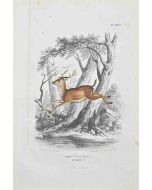 Paul Gervais - Deer - Modern Art