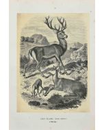 Paul Gervais - Red Deer - Modern Art