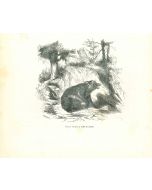 The Bear