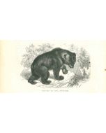 Paul Gervais - Alpine Bear - Modern Art