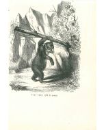 The Bear