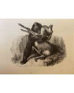 The Hunting Bear - SOLD