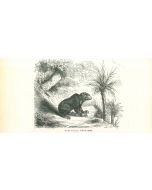 The Bear