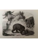 The Bear