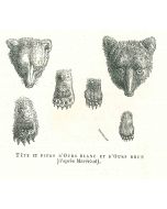 Paul Gervais - The Bear - Modern Art