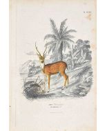 Paul Gervais - Deer - Modern Artwork