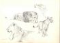 Study of Felines by Wilhelm Lorenz - Modern Artwork