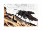 Fly by Nino Terziari - Contemporary Artwork