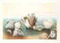 Seashells
