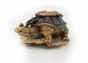 Turtle Paperweight - Decorative Object 