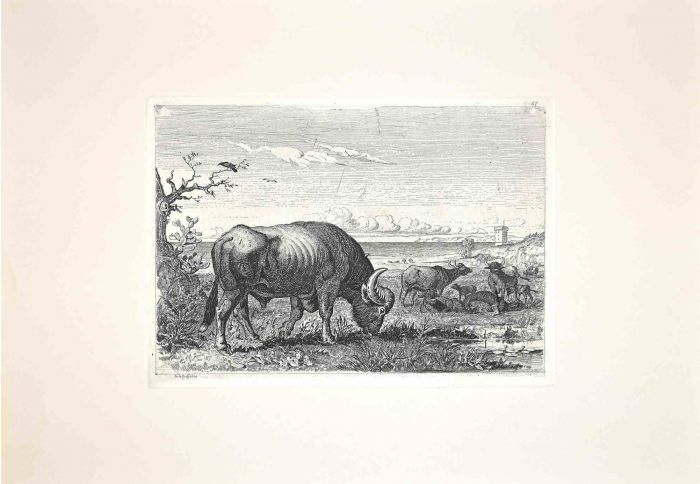Bulls in the Roman Countryside