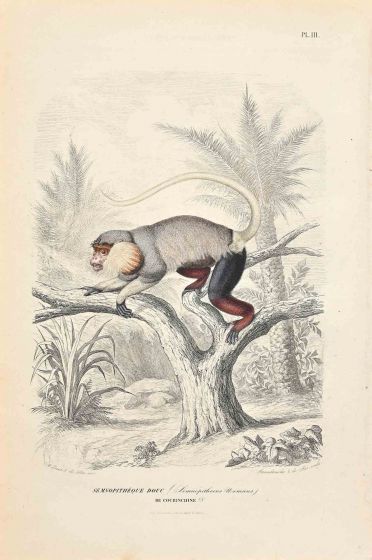 Langur