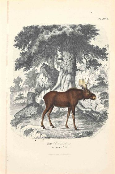 Canadian Deer - SOLD - SOLD
