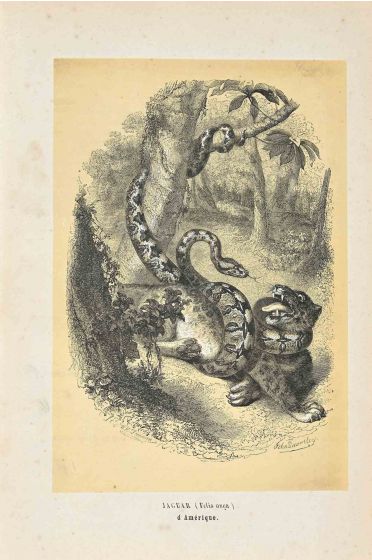 Jaguar