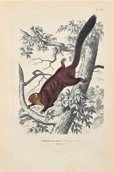 The Squirrel