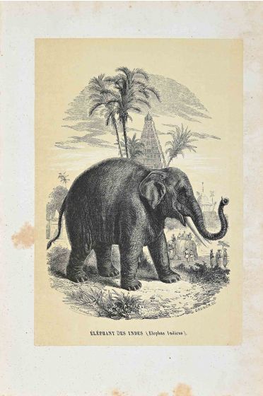 Indian Elephant