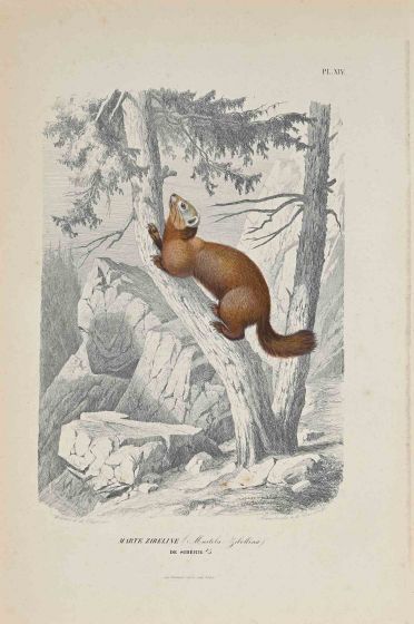 The Squirrel