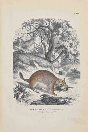 Viscacha